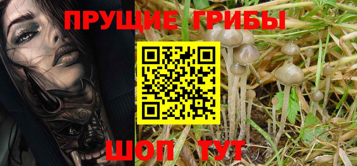 Электрогорск  Галлюциногенные грибы Psilocybe  Псилоцибиновые грибы мухоморы  Вход с VPN 